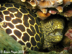 These two morays moved together as one moray and made me ... by Brian Mayes 